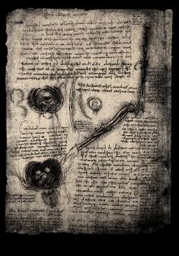 Anatomy Stock Photos