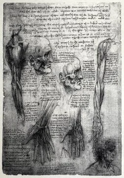 Anatomy Stock Photos