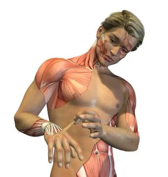 Anatomy Revealed Stock Illustration