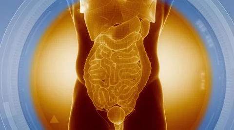 ANATOMY SCAN ORGANS in loop Video stock 47827525