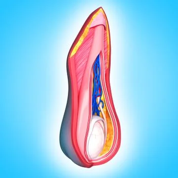 Anatomy of scrotal layer Stock-Illustration