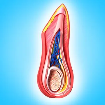 Anatomy of scrotal layer Stock Illustration