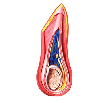 Anatomy of scrotal layer Illustrazione stock