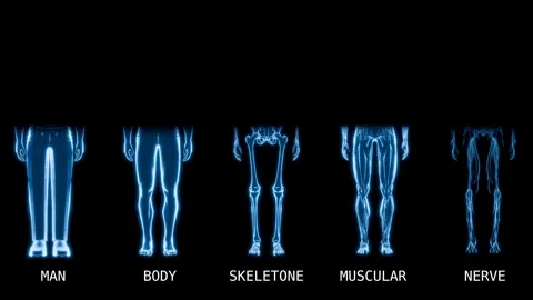 Anatomy Side-by-Side Comparison Reveal Hologram Stock-Footage 329764891