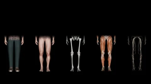 Anatomy Side-by-Side Comparison Reveal Color Stock Footage 329764908