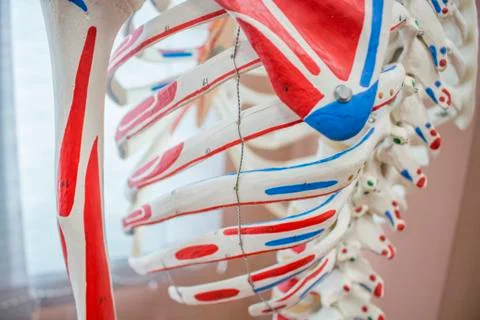 Anatomy Skeletal System Model inside Laboratory. Stock Photos