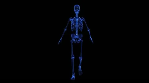Anatomy: skeleton Stock-Footage 21744935