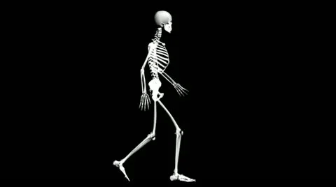 Anatomy: skeleton Stock Footage 21745113