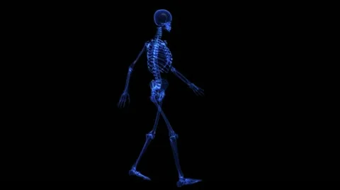 Anatomy: skeleton Stock-Footage 21773268