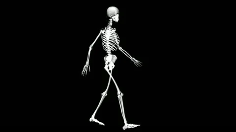Anatomy: skeleton Stock Footage 21773270