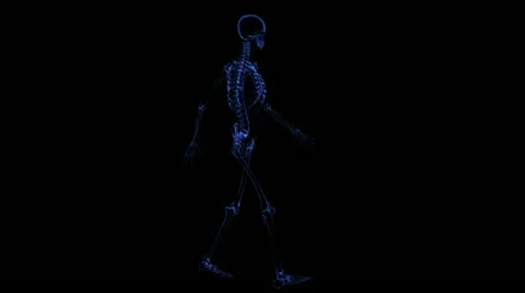 Anatomy: skeleton Stock-Footage 21773272