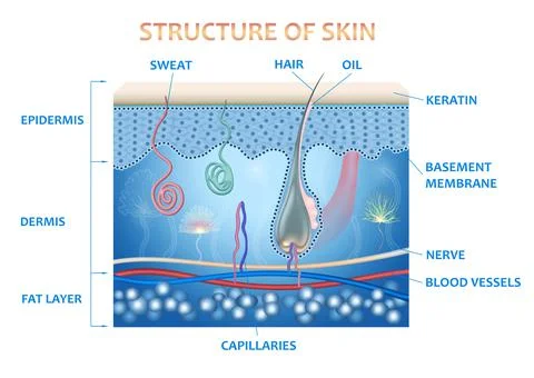 Anatomy of the skin and the layers and elements that compose it. Stock Illustration
