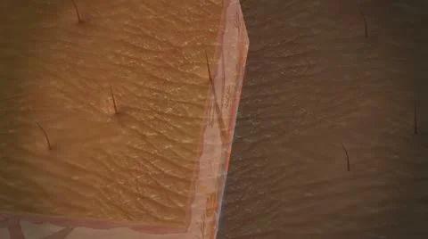 Anatomy of the Skin Stock Footage 12744724