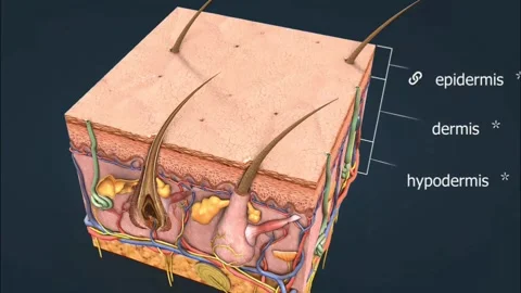 Anatomy of the skin Stock Footage 270429782