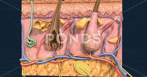 Anatomy Of The Skin, Showing The Epidermis, Dermis, And Subcutaneous ...