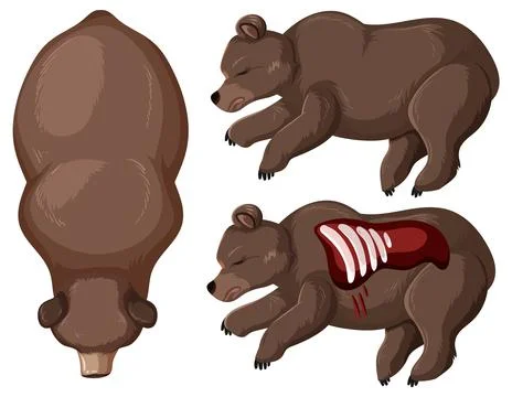 Anatomy of a Sleeping Bear Stock Illustration