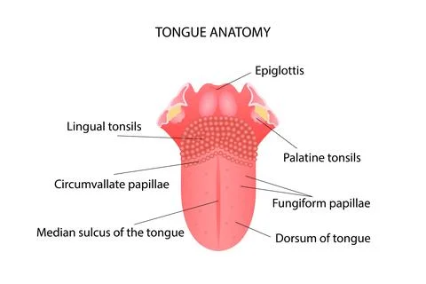 Anatomy of the structure of the human tongue. Vector illustration. Stock Illustration