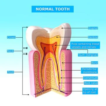 Anatomy of teeth with cut section Illustrazione stock