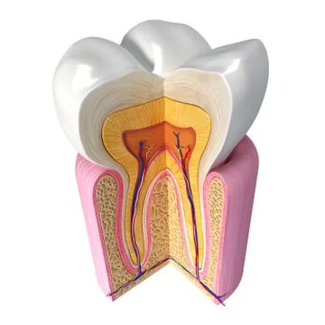 Anatomy of teeth with cut section Stock-Illustration