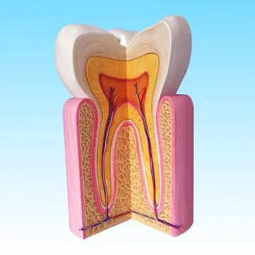 Anatomy of teeth with cut section Stock-Illustration