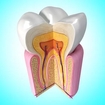 Anatomy of teeth with cut section Stock-Illustration