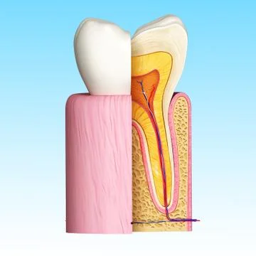 Anatomy of teeth with cut section 스톡 일러스트