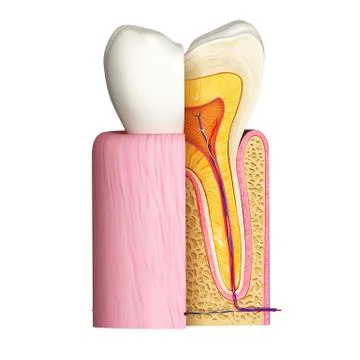 Anatomy of teeth with cut section Illustrazione stock
