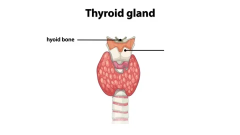Anatomy of the Thyroid Gland Stock Footage 297434658