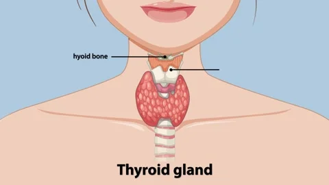 Anatomy of the Thyroid Gland Stock Footage 300322440