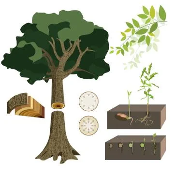 Anatomy of a tree Stock Illustration