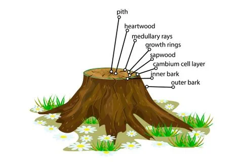 Anatomy of a tree isolated on white background. Stock Illustration