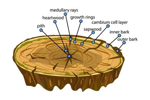 Anatomy of a tree isolated on white background. Stock Illustration