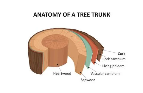 Anatomy of a tree trunk. Stock Illustration