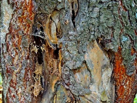 Anatomy of a tree trunk Stock Photos