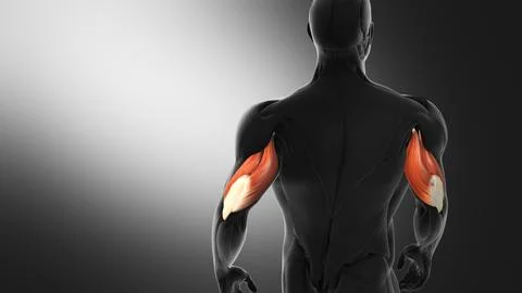 Anatomy of the Triceps Muscles Illustrazione stock
