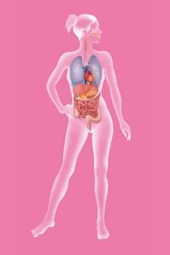 Anatomy, trunk Stock Illustration