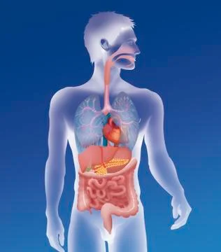 Anatomy, trunk Stock Illustration
