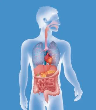 Anatomy, trunk Stock Illustration