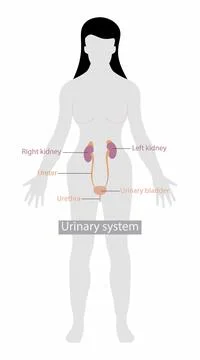 Anatomy of the Urinary System, The urinary system's function Stock Illustration