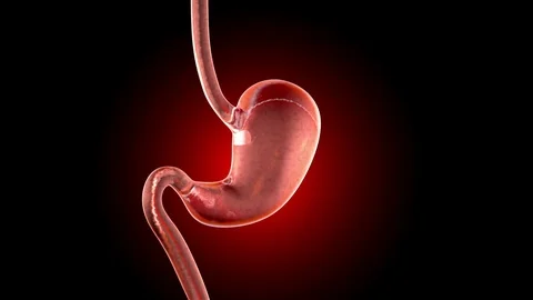Anatomy visualisation of a human stomach Video stock 80200196