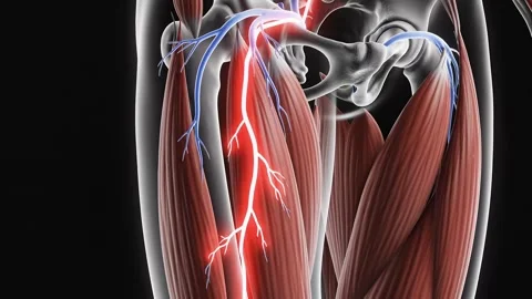 Anatomy visualization of human lower body blood circulation arteries and fe.. Stock Footage 335219588