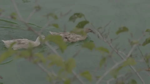 Anatre 库存影片 302995472