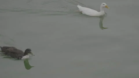 Anatre Stock Footage 303002472