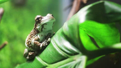 Anazon milk frog Stock Footage 94075503