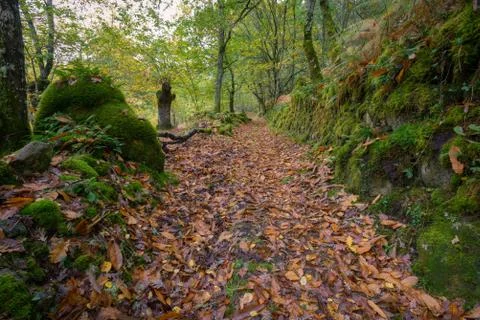 Ancestral Path between Mossy ancient Forest Foto stock