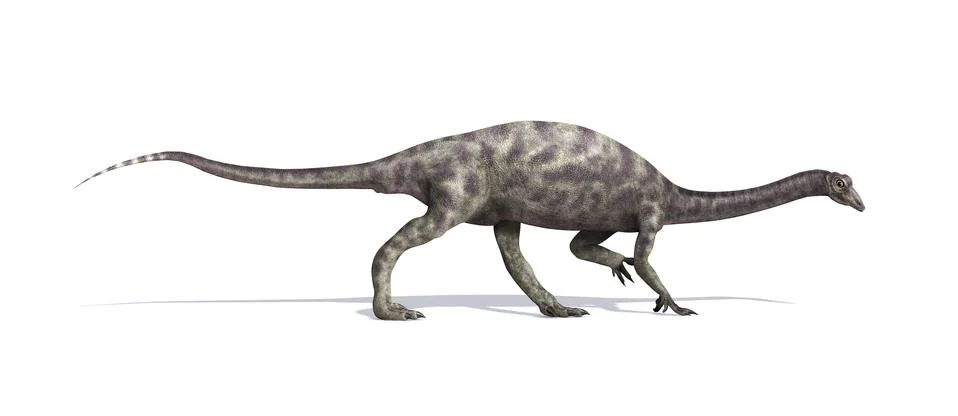 Anchisaurus Dinosaur 스톡 일러스트