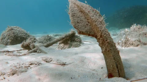 Anchor old sand 库存影片 215806892