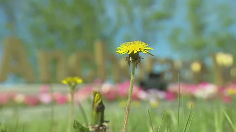 Anchorage Sign, rack to Dandelion Stock Footage 32880041