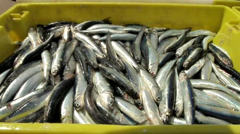Anchovies Stock Footage