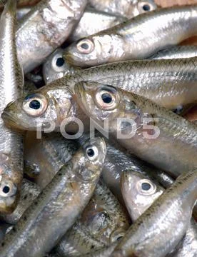 Anchovies (Full-Frame)